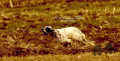 Setter Anglais H DE FEUNTEUN BLEIS Setter Anglais H DE FEUNTEUN BLEIS